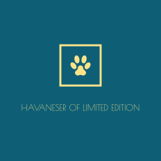 (c) Havaneser-zucht.com